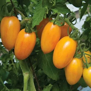 بذر گوجه زیتونی زرد