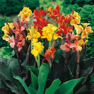 پیاز گل اختر