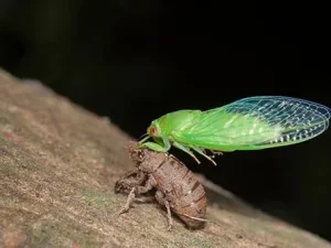 راهنمای کنترل زنجره مو