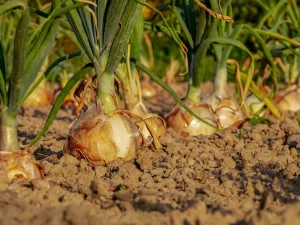 راهنمای کشت پیاز