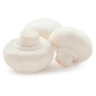 بذر قارچ دکمه ای