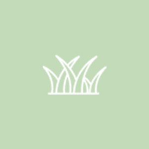بذر چمن