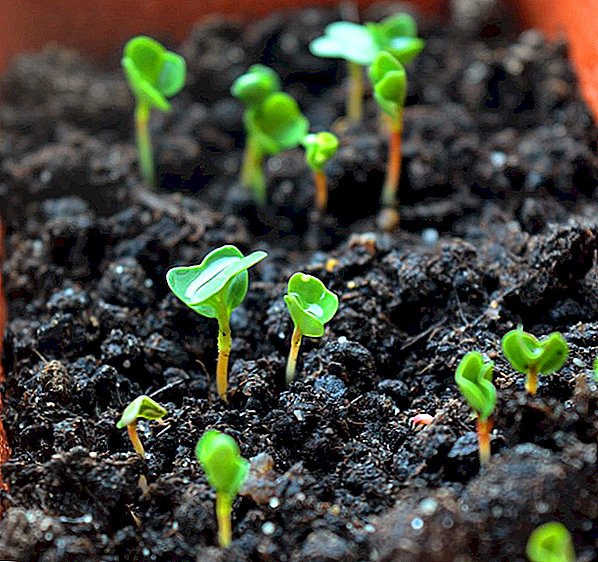 خرید بذر سبزی جعفری فله