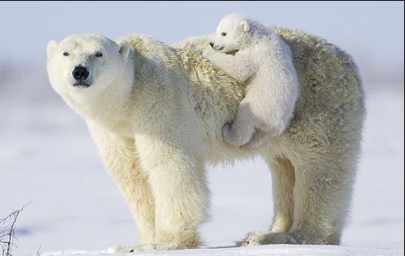ویدئو : دوستی خرس قطبی و سگ
