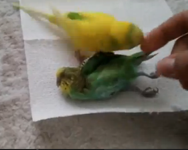 ویدئو : پرنده ای که باور نمی کند یارش مرده است