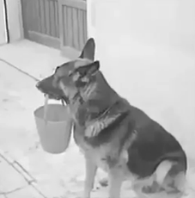 ویدئو : سگه از آدم بیشتر میفهمه!!!