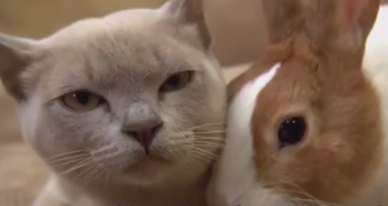 ویدئو : مستند سوپر کلینیک حیوانات با دوبله فارسی - قسمت2