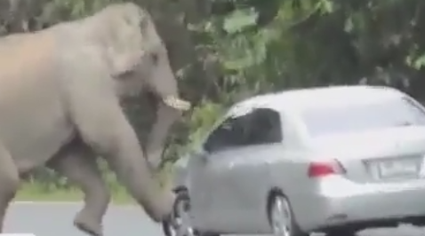 ویدئو :  حمله مخوف و عجیب فیل عصبانی به ماشین و داغون کردن آن!