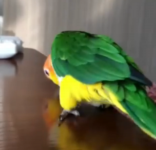 ویدئو :  طوطی های باهوش