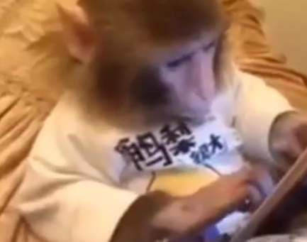 ویدئو :  استفاده جالب میمون ها از تبلت
