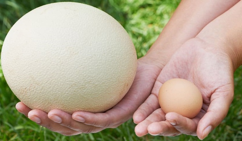 خواص تخم شترمرغ: ۷ خاصیت تخم شترمرغ برای سلامتی