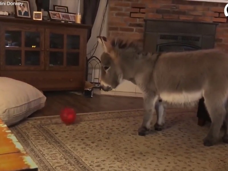 ویدئو : خر کوچولو فکر می کنه سگِ