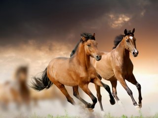 فیلم :زیباترین فیلمی که تا حالا از اسبهای وحشی دیده اید !