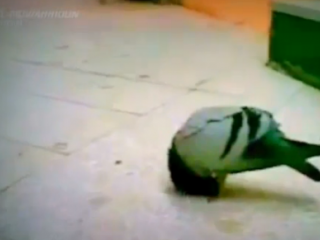 کلیپ زیبا و شگرف از دنیای حیوانات و طبیعت