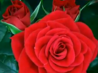 شگفتی خلقت (تقدیم به شما )