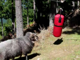 ویدئو  :  تمرین گوسفند با کیسه بوکس