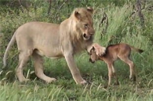 ویدئو : جدال بچه گوزن با شیر