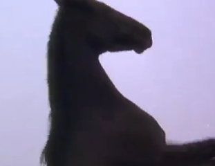 ویدئو : زندگی یک اسب وحشی از بچگی تا بزرگی