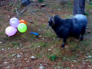 ویدئو : رمبو مربی میگیرد