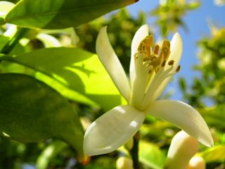 ویدئو : طرز تهیه مربای بهارنارنج