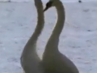 ویدئو : رقص زیبای قو