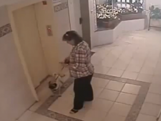 ویدئو  : آسانسور ، سگ ، تخم مرغ