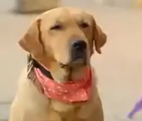 ویدئو : وفاداری غیر قابل تصور -دی دیل