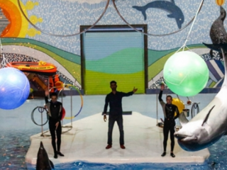 ویدئو :  حرکات دیدنی دلفین‌ها در برج میلاد