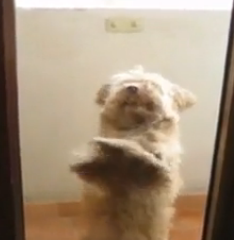 ویدئو : رقصیدن سگ