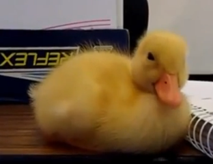 ویدئو : وقتی حیوان ها دوست ندارند بخوابند