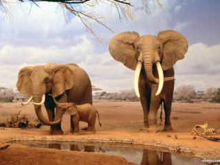 ویدئو : حیوانات جلوی آینه