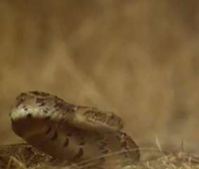 ویدئو : اسلوموشن دیدنی حمله مار این ویدیو قشنگو از دست ندین