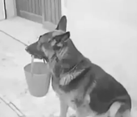 ویدئو : سگه از آدم بیشتر میفهمه!!!