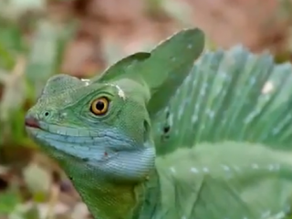 ویدئو :  حیوانات با ابهت!!!!!