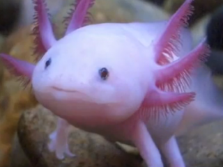 ویدئو :   موجودات دریایی عجیب