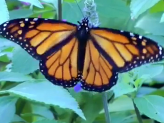 ویدئو :  کرم ابریشم، پیله، پروانه