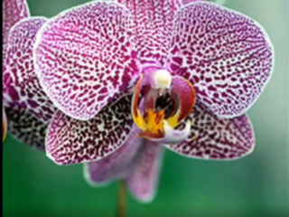 ویدئو :  زیباترین گل های جهان+آهنگ آرامشبخش