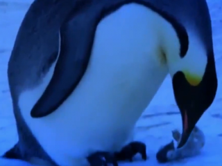 ویدئو :   سوگواری پنگوئن ها برای مردن بچشون