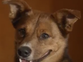 ویدئو :   سگ وفادار