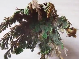 ویدئو :    گیاهان رستاخیزی : زندگی دوباره پس از مرگ