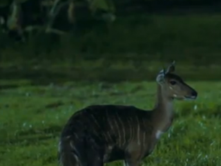 ویدئو :  آنچه نمی توانید ببینید را ببینید