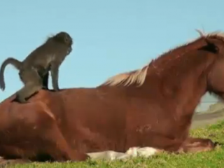 ویدئو :   باهم باشید حتی اگر شبیه هم نیستید