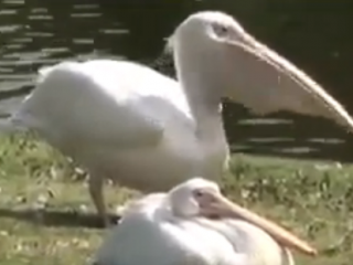 ویدئو :     پلیکانی که کبوتر می بلعد !