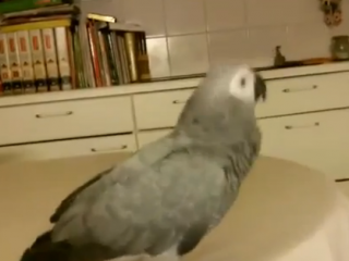 ویدئو :  اجرای نمایش زیبای از کاسکو به گربه