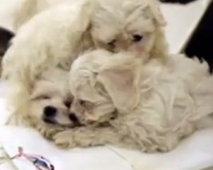 ویدئو :  فرودگاه حیوانات که اسمش رو هم نشنیدید