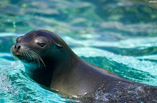 ویدئو :شیر دریایی هنرمند