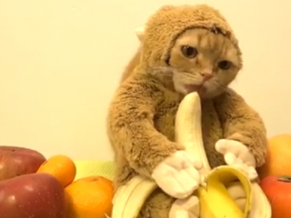 ویدئو : گربه به این باحالی دیدی