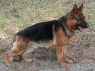 ویدئو :  کمک کردن سگ ها