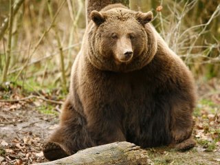 ویدئو : بازی بازی با خرس هم بازی!