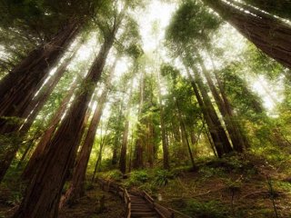 ویدئو :  یکی از زیباییهای خلقت را ببینید